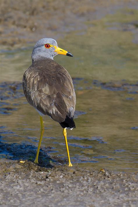 Grey-headed Lapwing - Shanghai Birding 上海观鸟