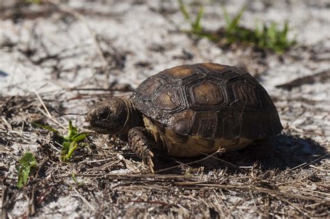 BABY gopher tortoise! | Gopherus polyphemus | S_Crews | Flickr