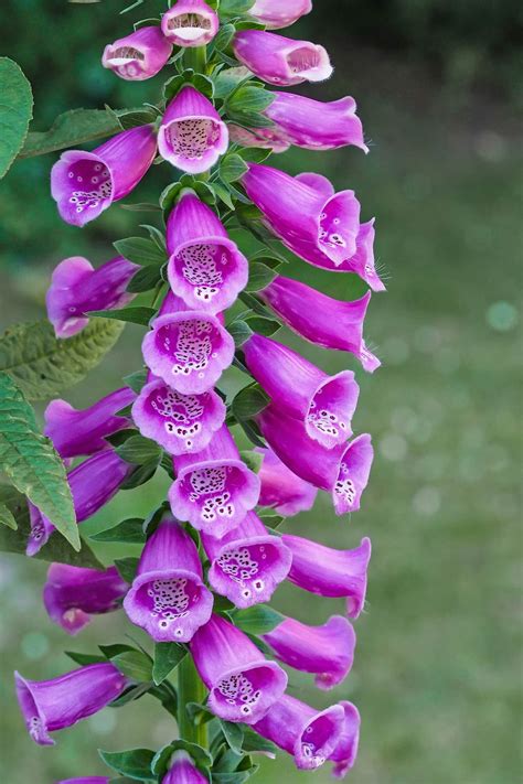 Foxglove - info, planting, care and tips - live-native.com