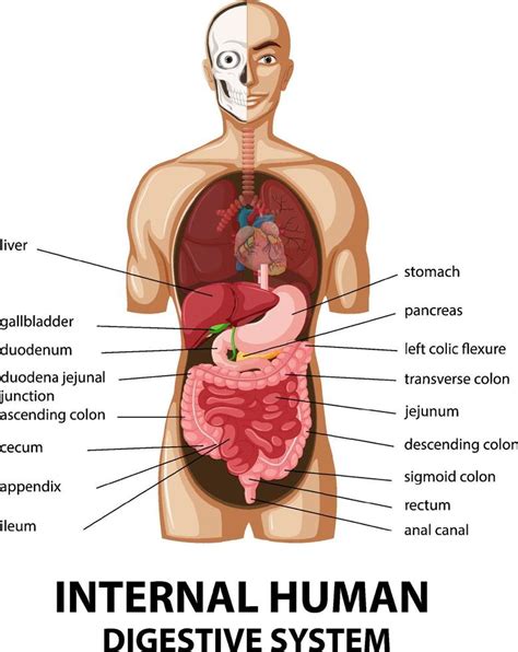 Diagram showing internal human digestive system 7106204 Vector Art at ...