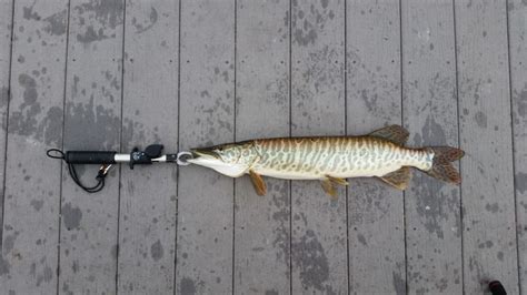 Muskie Vs. Tiger Muskie: How to Tell Them Apart – Northern Pike Fishing ...