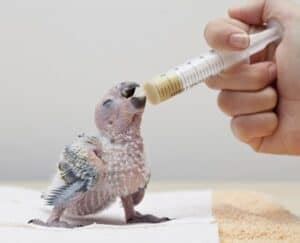 How To Take Care of A Baby Parrot (from Hatchling To Juvenile)