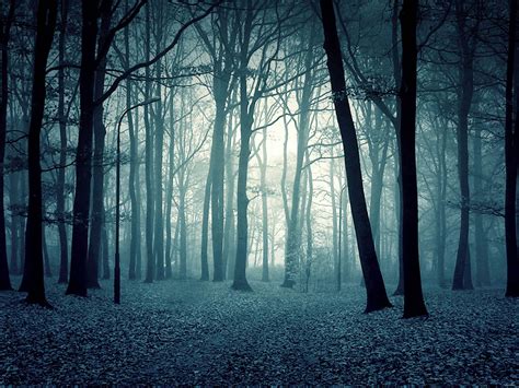 Scary Forest Wallpapers - Wallpaper Cave