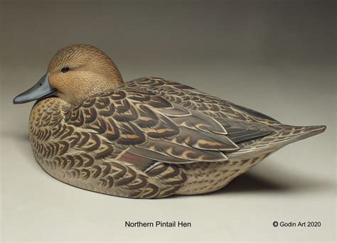 Northern Pintail Hen Photo Packet - Godin Art