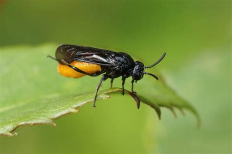 Sawfly - Common Species and Their Characteristics