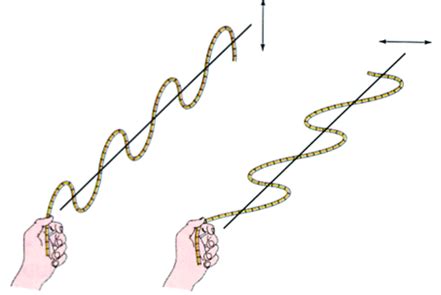 Polarisasi Gelombang - Biology Page