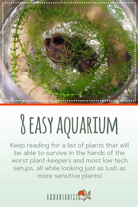 Easy Aquarium Plants You Can Add To Your Tank Today!