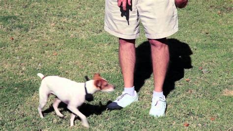 How to Train a Jack Russell Terrier : Dog Training Musts - YouTube