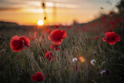 What Do The Three Remembrance Day Poppies Represent?