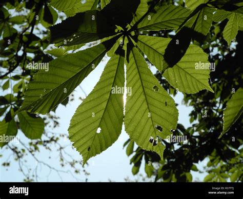 leaves of horse chestnut Stock Photo - Alamy