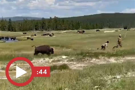 Woman plays dead to avoid bison attack at Yellowstone: video