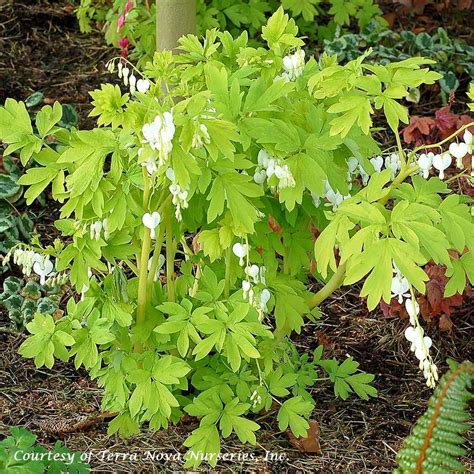 Dicentra spectabilis 'White Gold' Bleeding Heart from Sandy's Plants