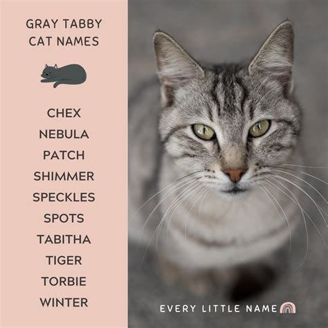 320+ Gray Cat Names (Funny and Purr-fectly Adorable) - Every Little Name