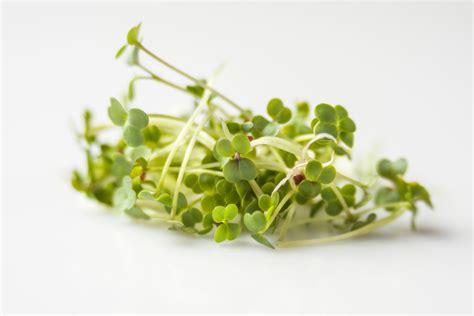 Health Benefits of Broccoli Sprouts - Health IQ Magazine | Rehab HQ