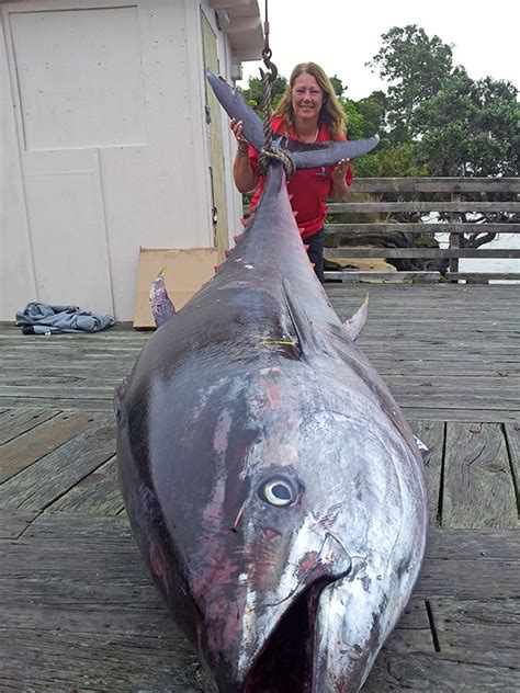 Giant Tuna Weighing 907-pound Sets New World Record for Lady Angler ...