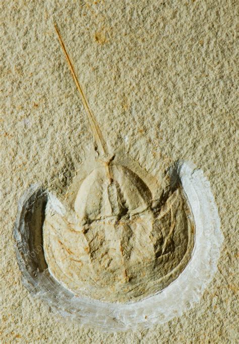 Horseshoe Crab Fossil - Stock Image - C028/5790 - Science Photo Library