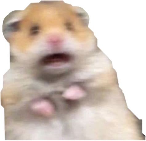 Scared Hamster Meme Png