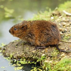 European Water Vole - Facts, Diet, Habitat & Pictures on Animalia.bio