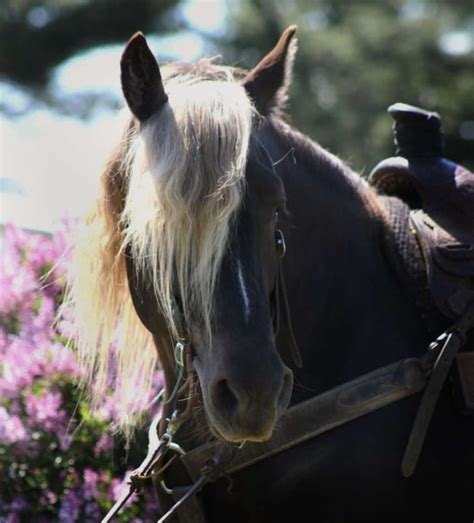 Black Silver Dapple, Gaited, 16H, Friesian Heritage Horse stallion, 8 ...