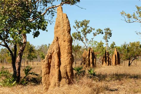 Free Images : landscape, tree, soil, fauna, savanna, invertebrate ...