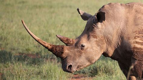 Scientists Have Created Fake Rhino Horn. Could It Curb the Illegal ...