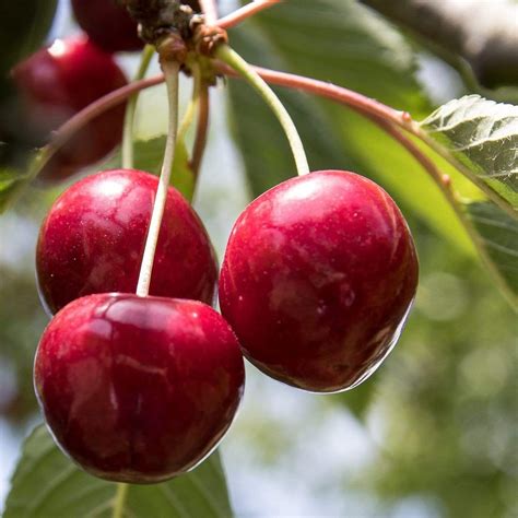 Stella Cherry Tree - Roots Plants