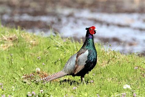 The Green Pheasant: National Bird of Japan - A-Z Animals