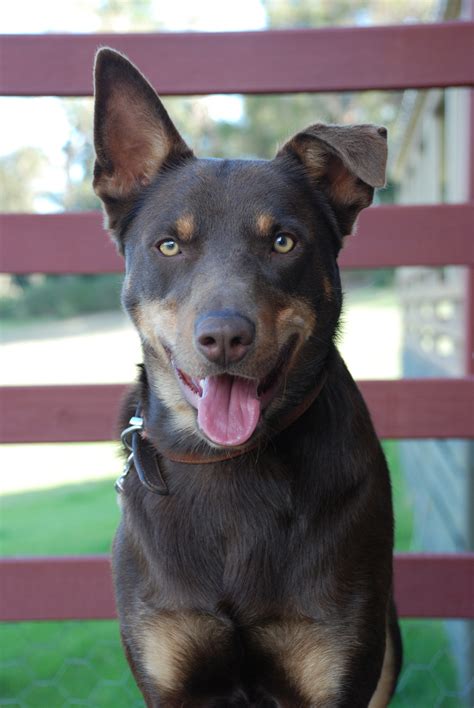 Lovely Australian Kelpie dog photo and wallpaper. Beautiful Lovely ...