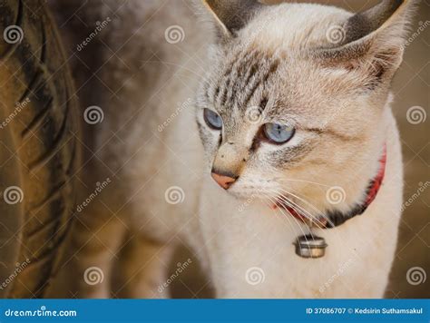 White Cat with Blue Eyes,Thai Cat Stock Image - Image of feline, furry ...