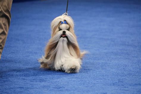 Stache the Sealyham terrier wins the National Dog Show | WVIK, Quad ...