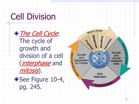 PPT - Chapter 10: Cell Growth and Division PowerPoint Presentation ...