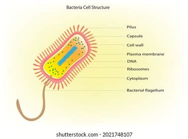 686 Archaea Bacteria Images, Stock Photos, 3D objects, & Vectors ...