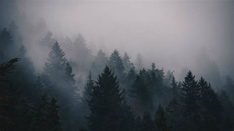 Fog Forest Wallpaper (72+ images)