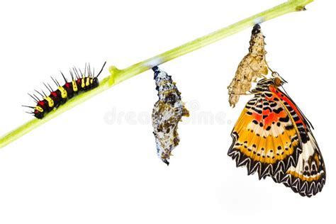 175 Pupa Leopard Lacewing Butterfly Stock Photos - Free & Royalty-Free ...