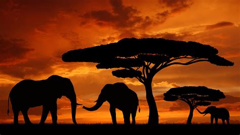 Pin by Alvaro Baña Garcia on African Sunsets | Africa sunset, Elephant ...