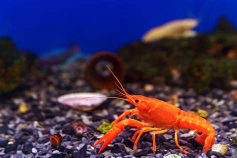 Crayfish | Description, Size, Habitat, Diet, & Facts | Britannica