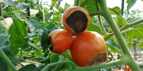 How To Stop Blossom End Rot On Tomato Plants - 4 Secrets To Success!