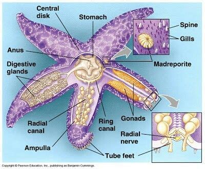 Starfish Anatomy Dissection Ocean Science | Homeschool Ocean Science ...