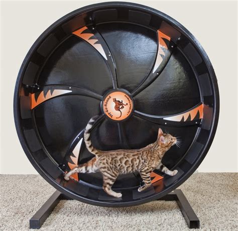 Cat Exercise Wheel by Cat Wheel Company