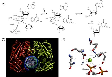 6.7: Enzymatic Reaction Mechanisms - Biology LibreTexts