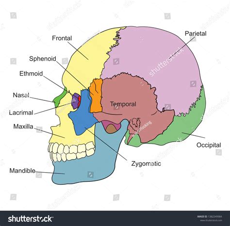 Bones Human Skull Names Lateral View Stock Vector (Royalty Free ...