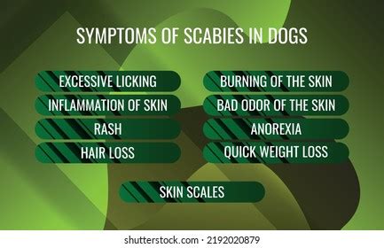 Symptoms Scabies Dogs Vector Illustration Medical Stock Vector (Royalty ...