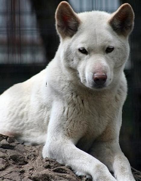 White Dingo by IceGermanShepherd on DeviantArt