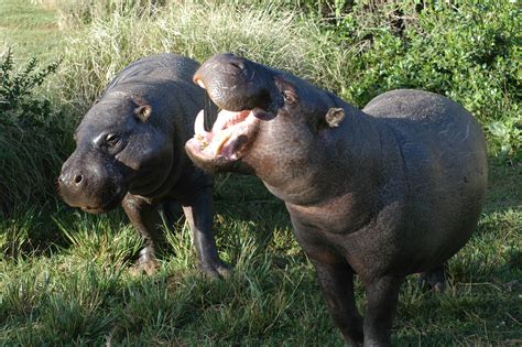 File:Pygmy hippopotamus pair.jpg - Wikipedia