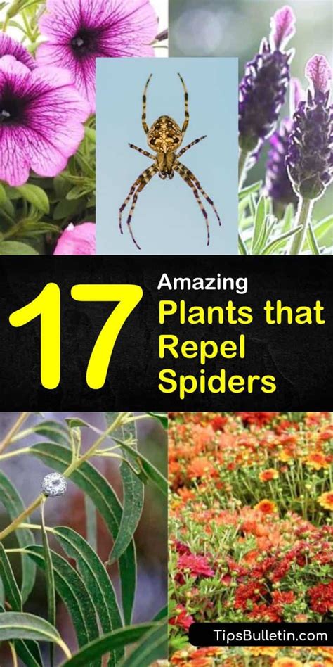 Top 7 Plants That Repel Spiders