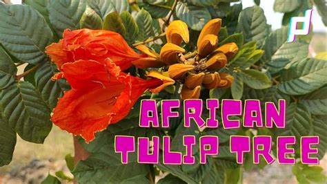 Facts and Traditional uses of African Tulip tree || - YouTube