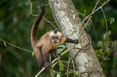 Brown Capuchin Monkey | Sean Crane Photography