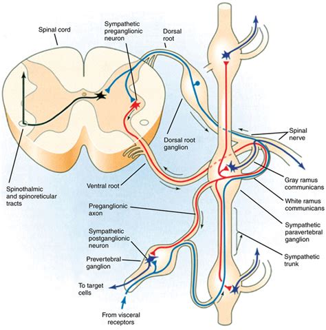 The sympathetic nervous system: Anatomy and receptor pharmacology ...