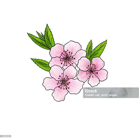 Drawing Flower Of Almond Tree Isolated At White Background Stock ...