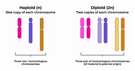 Haploid - Cell, Chromosomes, Gametophyte, Examples And Diploid